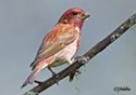 Carpodacus purpureus